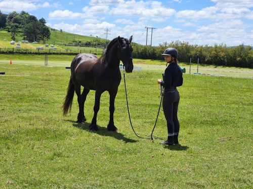 bset equine academy feb 2024