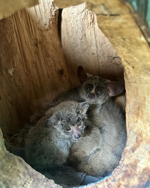 bush baby free me