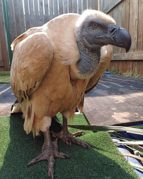 cape vulture at freeme