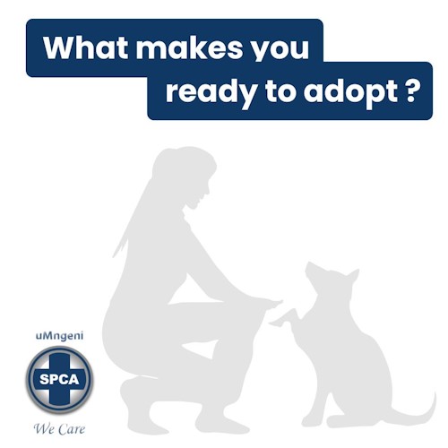dog care guide
