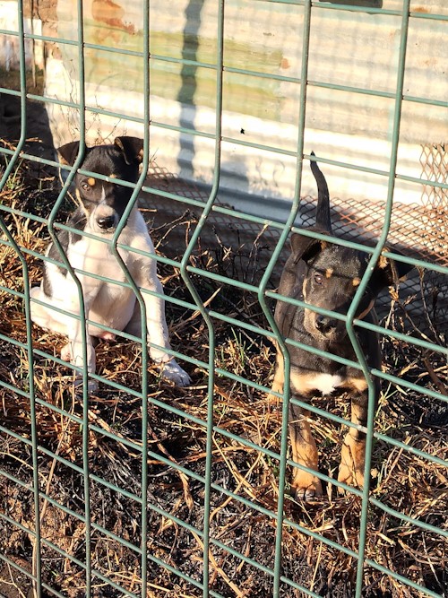 puppies observe funda nenja action