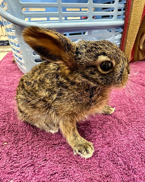 scrub hares