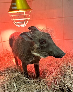 warthog