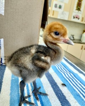 blue crane chick