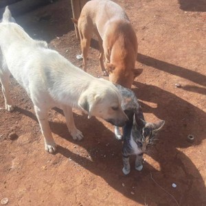 cat and dog friends
