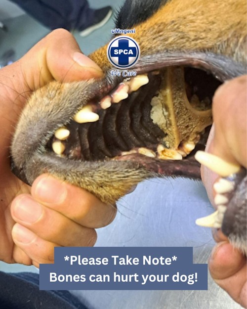 bones hurt dogs
