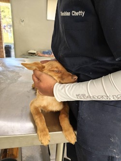 fundanenja midmar vet july 2026