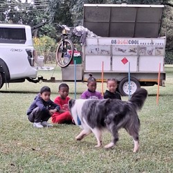 howick pp dog demo2c