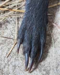 mongoose with positive rabies