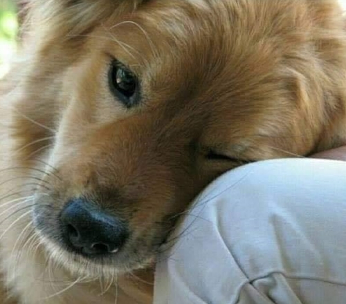 doggie