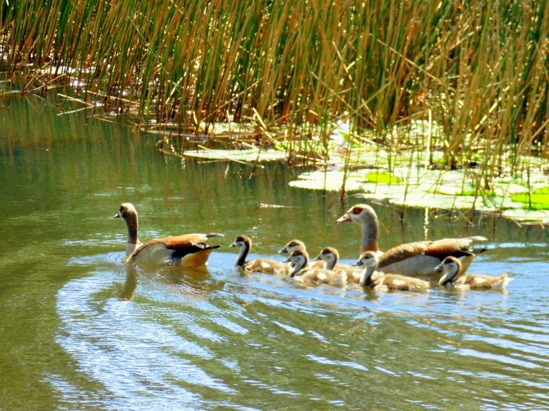egyptian geese amberglen