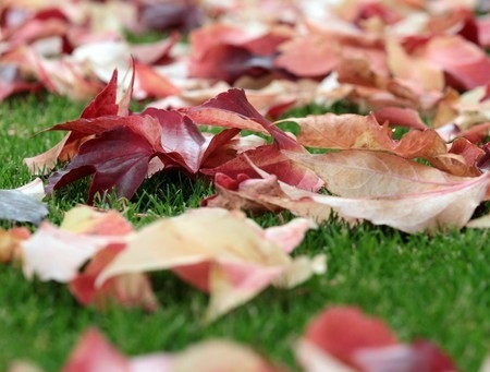 autumn green