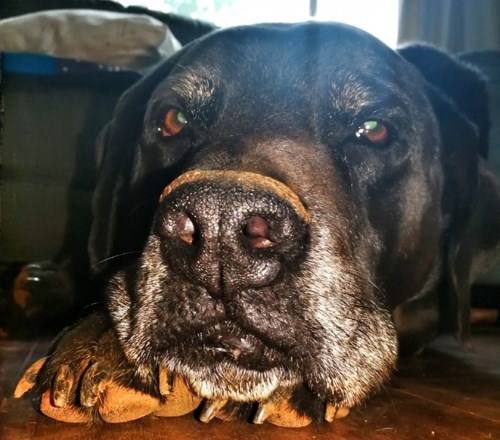 senior pet 2