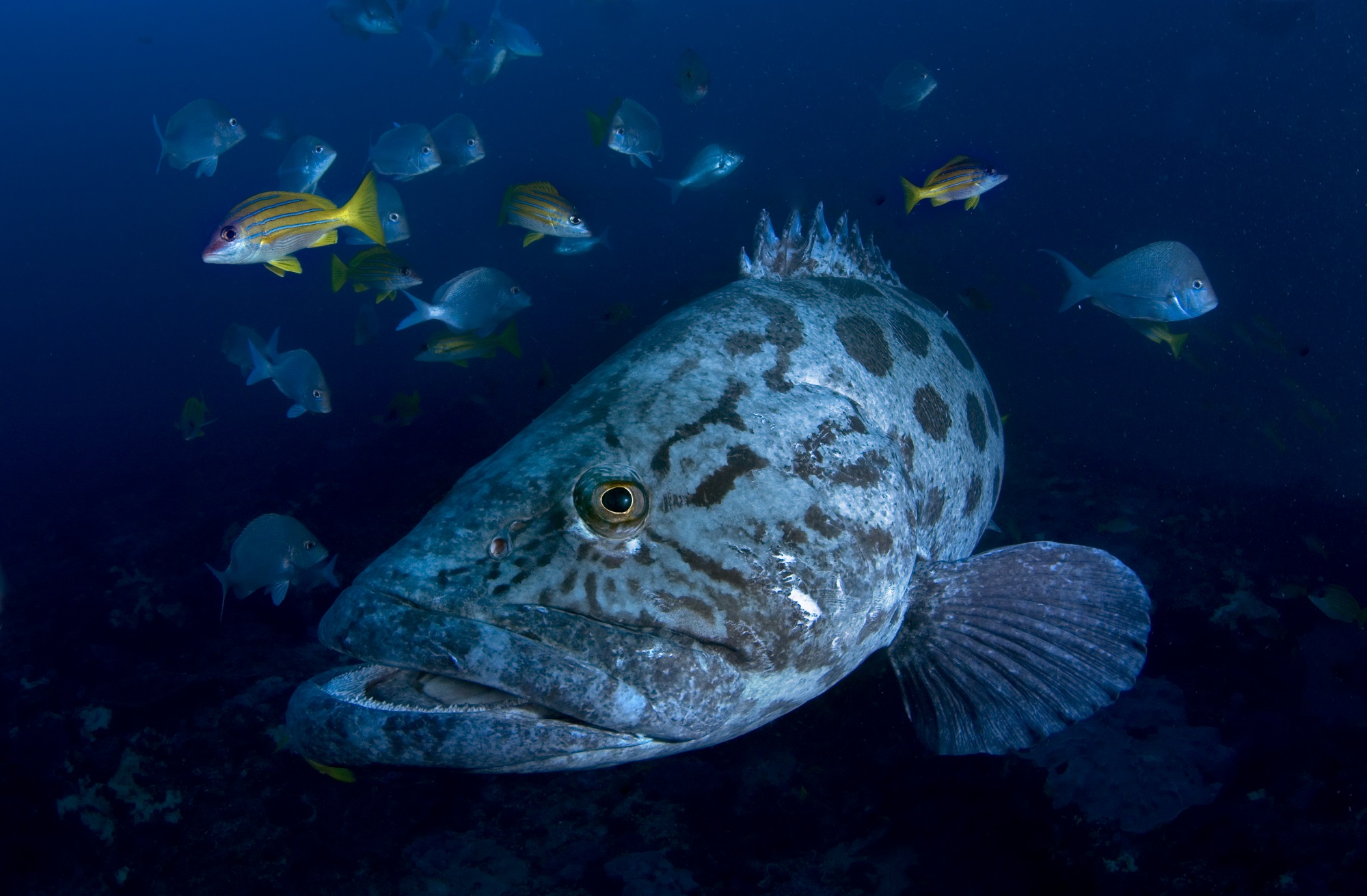 Image 3 Potato Bass Sodwana Bay Photo Bryan Hart