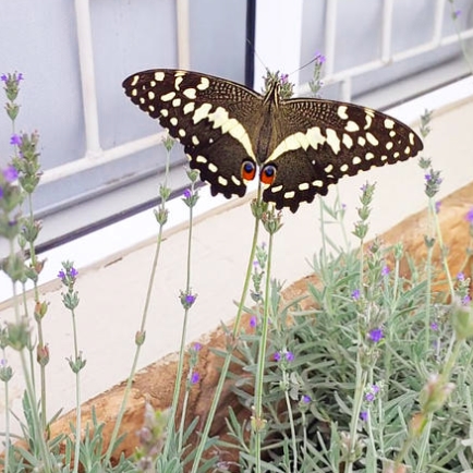 citrus swallowtail