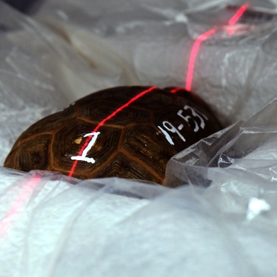 free me tort