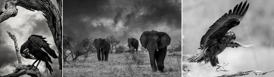jason howick photographer elephant