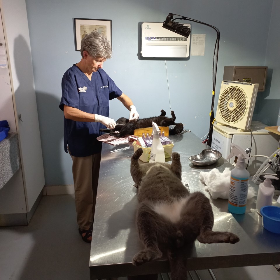 midmar vet weekend clinic copy