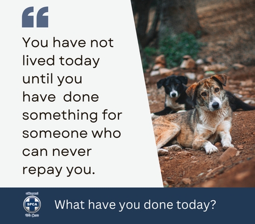 umngeni spca