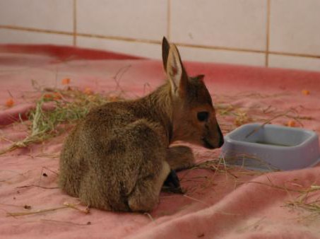 baby duiker