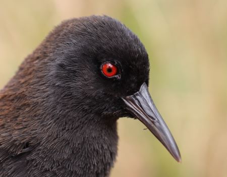 island rail