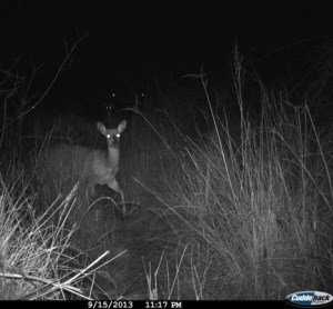 midlands conservancies night camera