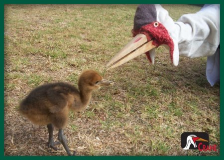 puppet feeding crane chick
