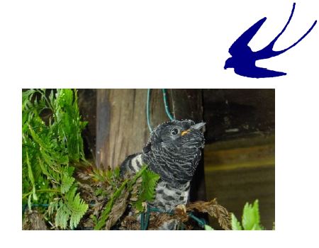 red chested cuckoo