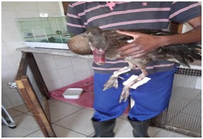 spurwing goose