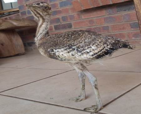stanley bustard