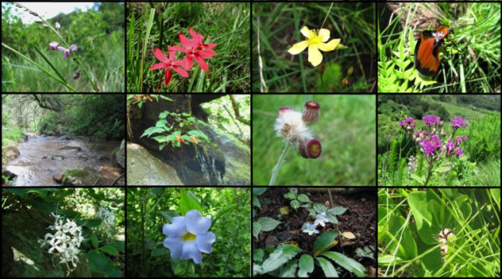 summer walk in mpophomeni