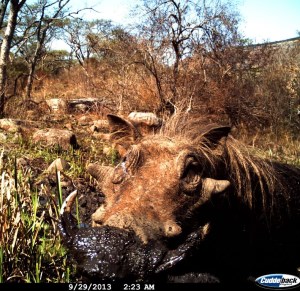 warthog in umgeni valley