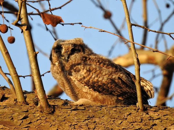 owl chick karkloof
