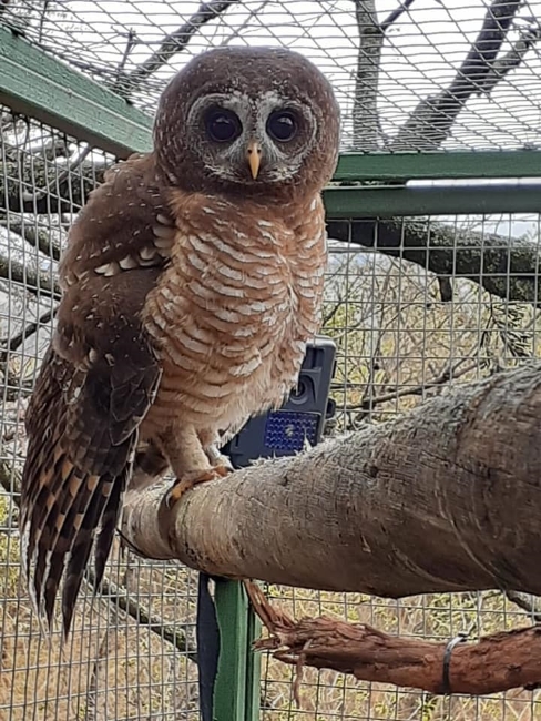 owl copy