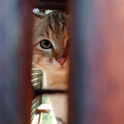 pure african wildcat free me wildlife