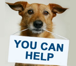 spca doggie