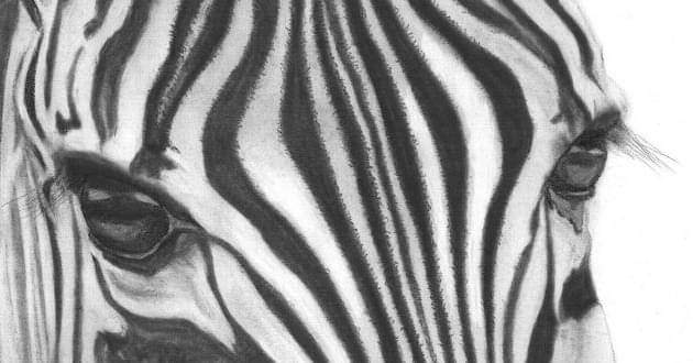 zebra brian harmer